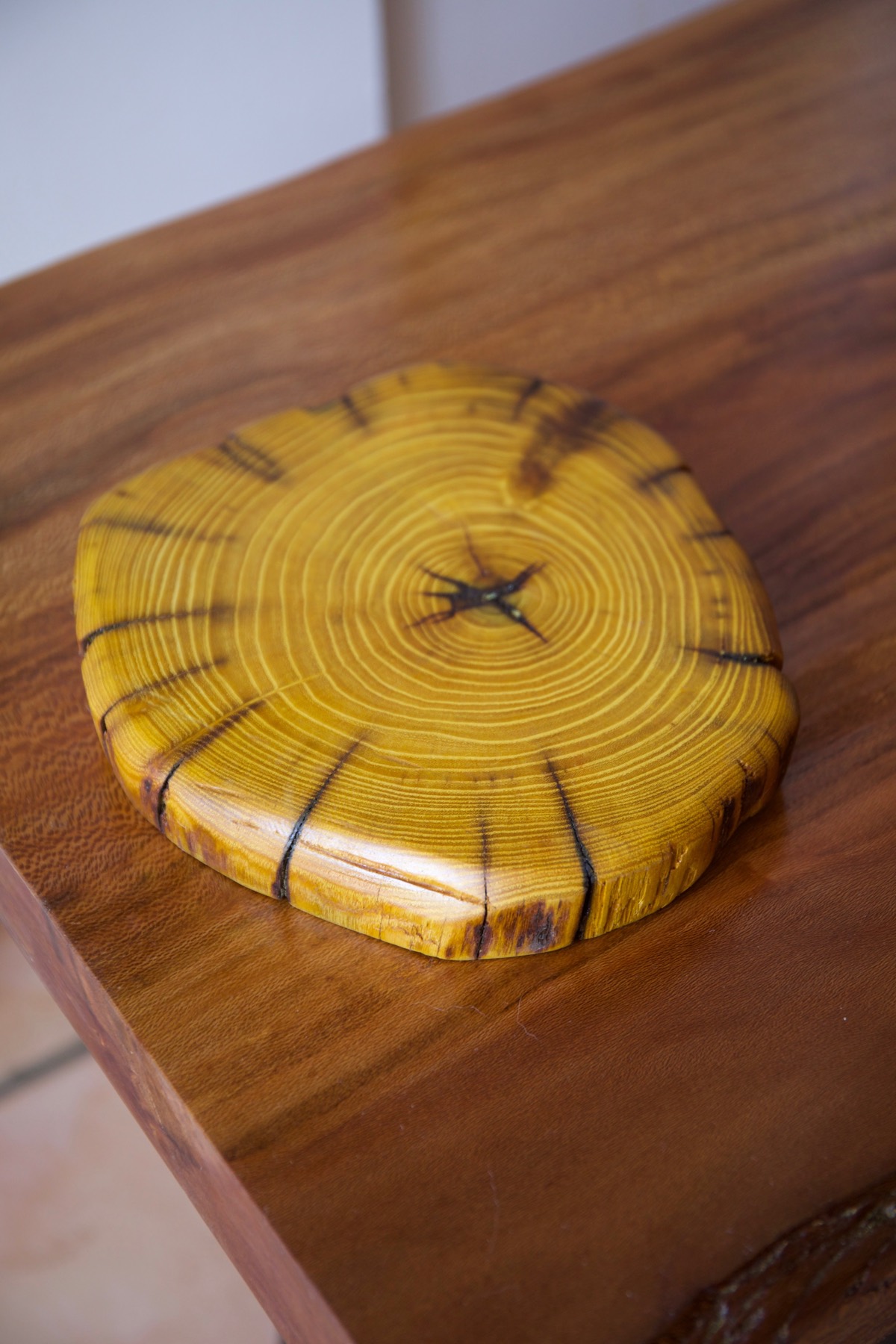 Osage orange cookie slice showing growth rings